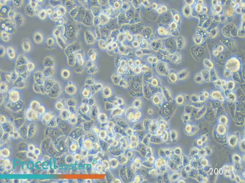 GCIY Cell Complete Medium - small - 4