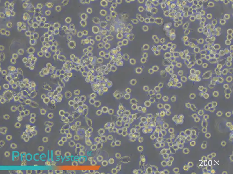 HEL Cell Complete Medium - small - 4