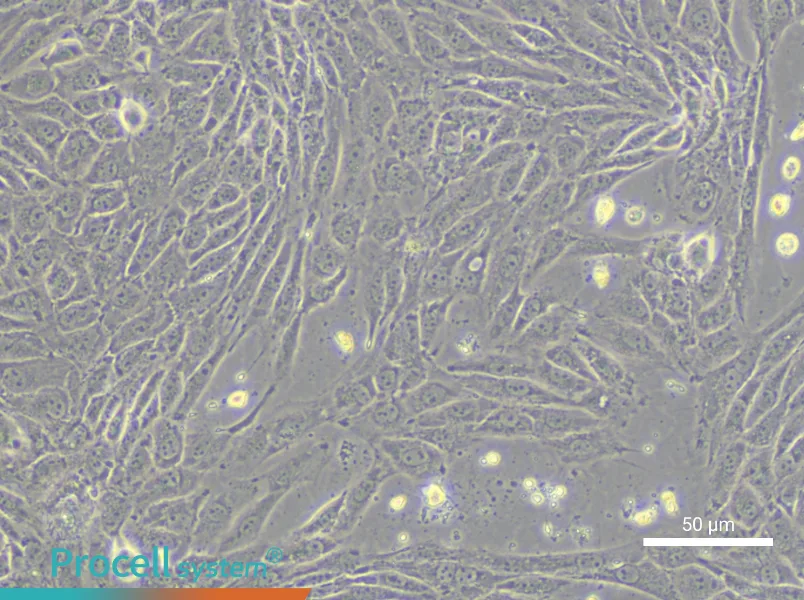 IPAM 3D4/21 Cell Complete MediumIPAM 3D4/21 Cell Complete Medium - 5