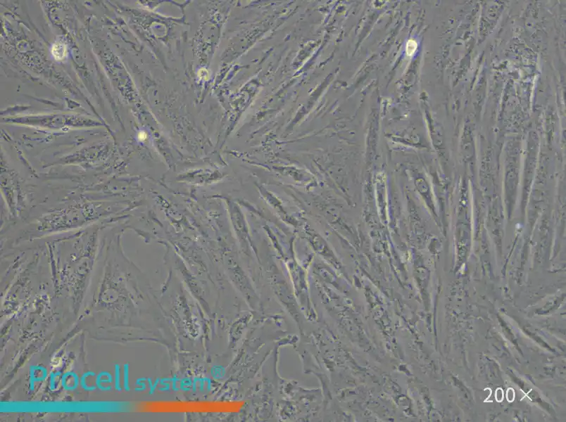 A7r5 Cell Complete Medium - small - 5