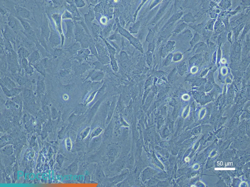 Rat Cerebral Artery Smooth Muscle Cell Complete Medium - 4