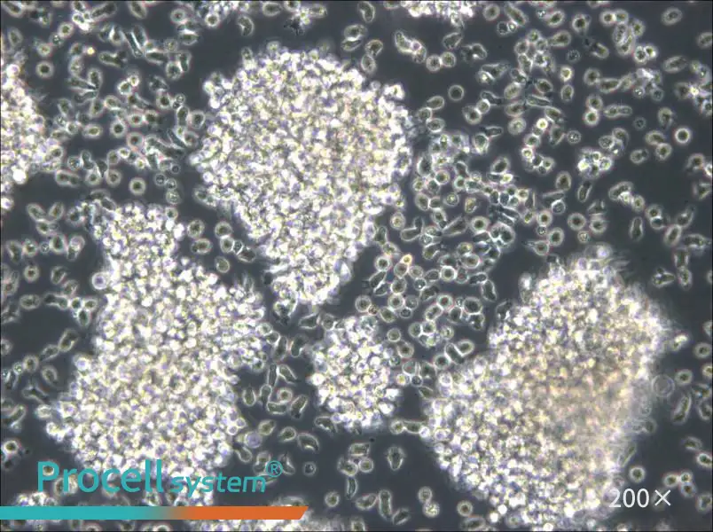 MC/CAR Cell Complete Medium - 4