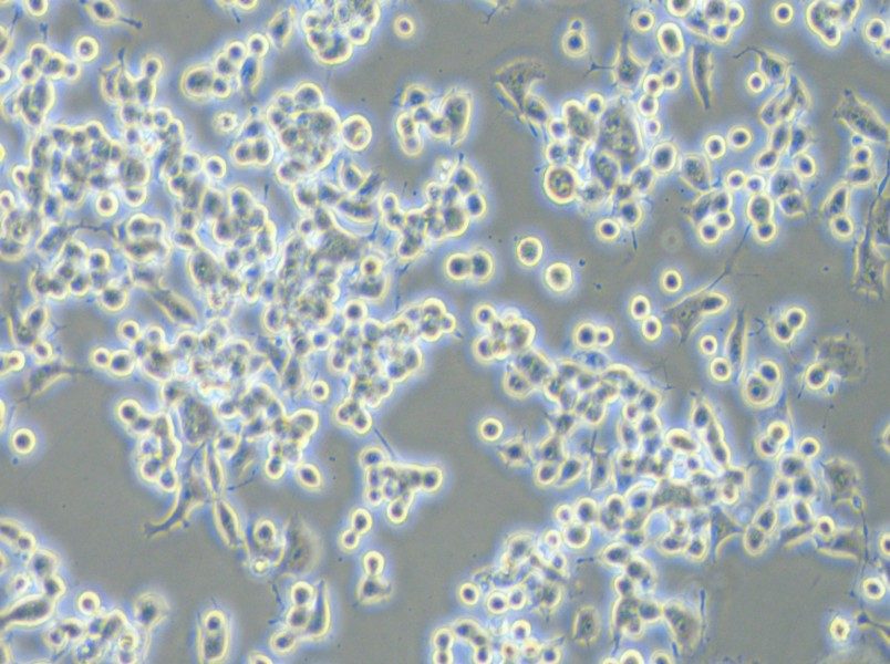 Neuro-2a [N2a] Cell Complete Medium - 2
