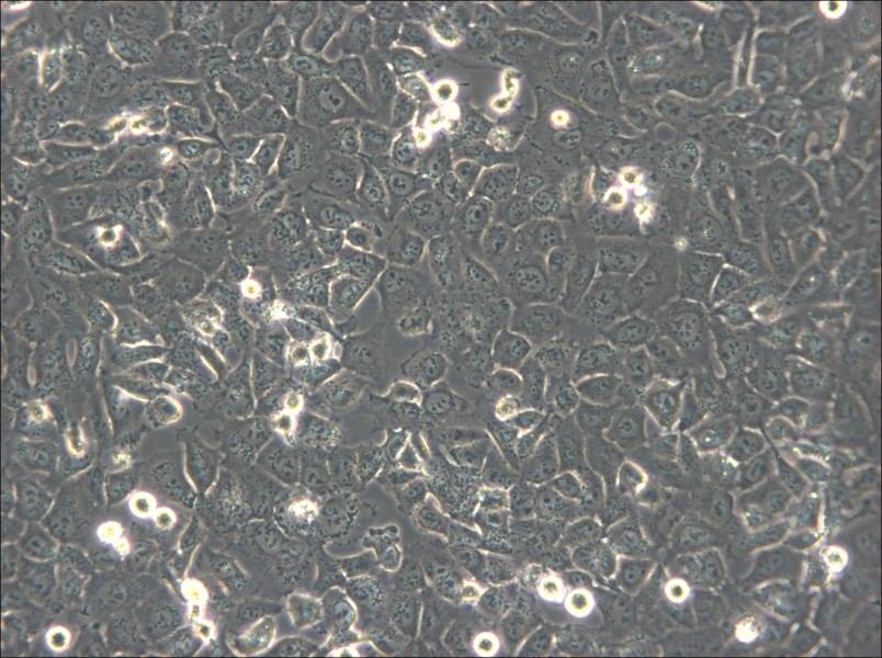 BPH-1 Cell Complete Medium - 4