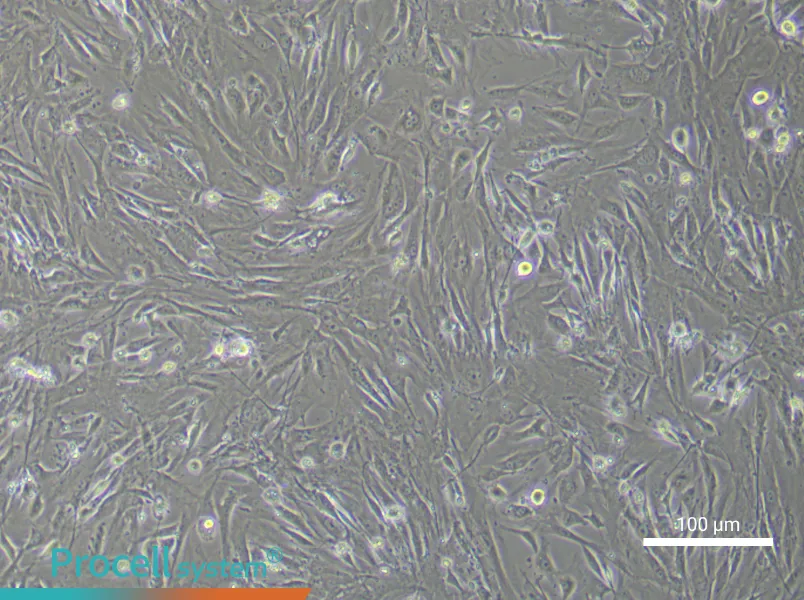 Mouse Brown Adipose-Derived Stem Cell Complete Medium - 1