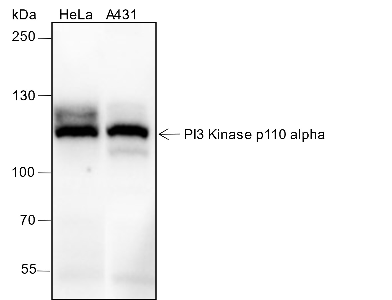 Recombinant PI3 Kinase p110 alpha Monoclonal Antibody-searchlist-1