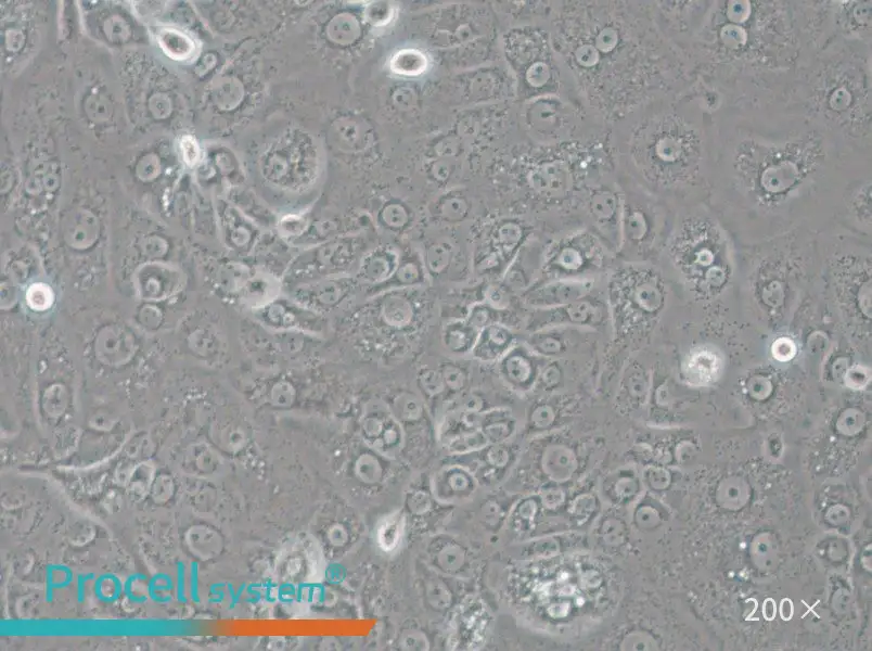 ACT-1 Cell Complete Medium - 5