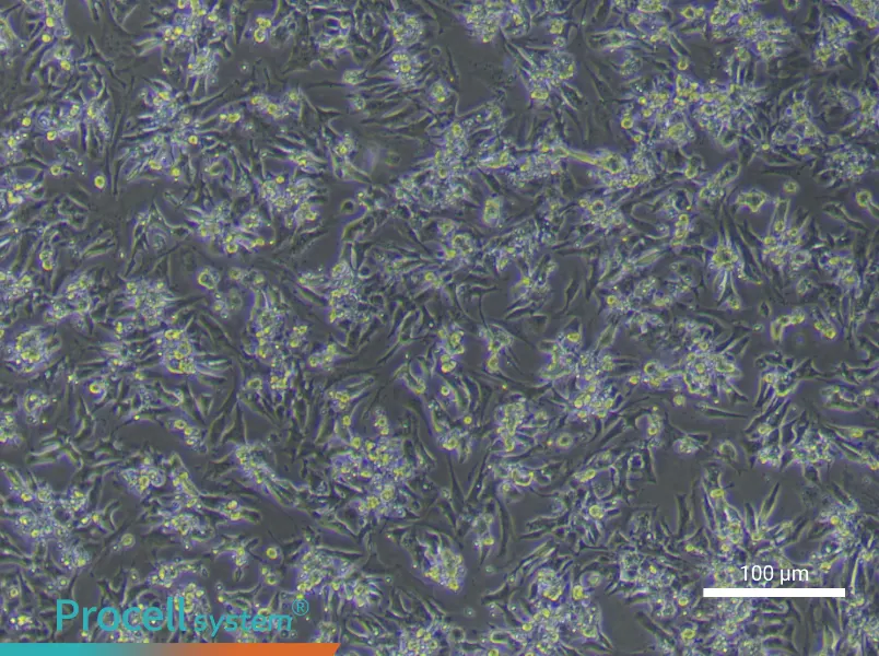 Mouse Cardiomyocyte Complete Medium - 1