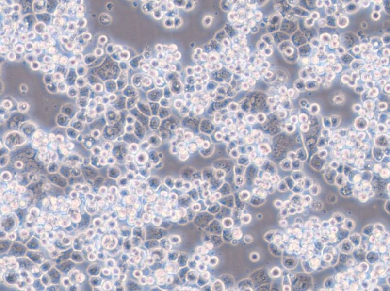 MDA-kb2 (DMEM) Cell Complete Medium - 5