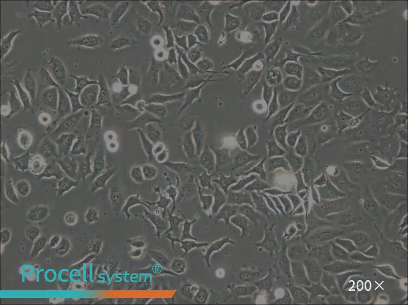 NP69SV40T Cell Complete Medium - small - 4