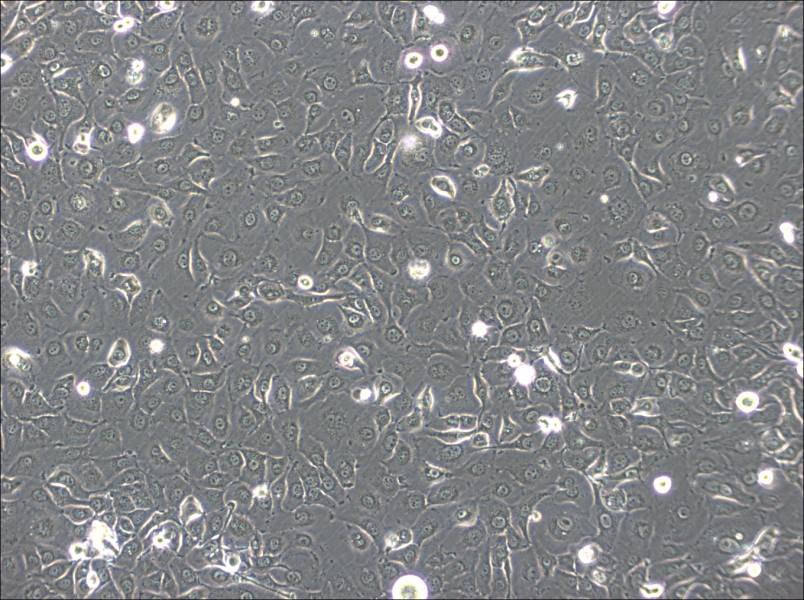 HSC-2 Cell Complete Medium - 2