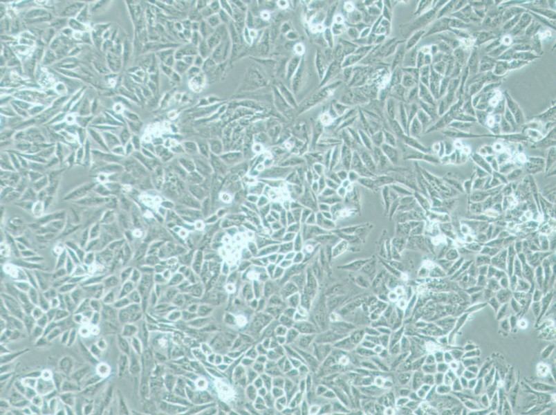 PSN1 Cell Complete MediumPSN1 Cell Complete Medium - 3