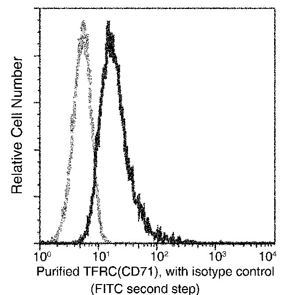 Recombinant Transferrin Receptor/TFRC/CD71 Monoclonal Antibody - small - 2