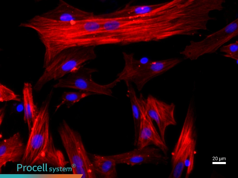Rat Hepatic Stellate Cell Complete Medium - 2