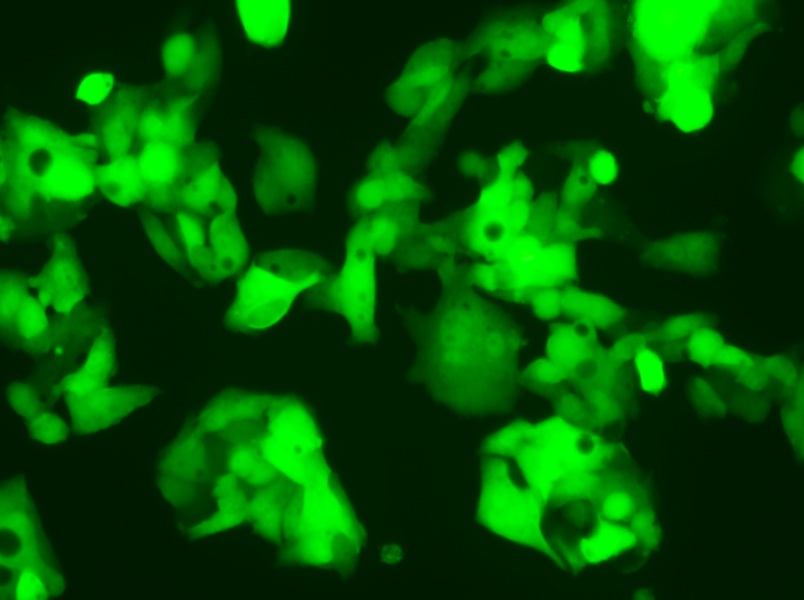 HeP G2-LUC-EGFP Cell Complete Medium - 5