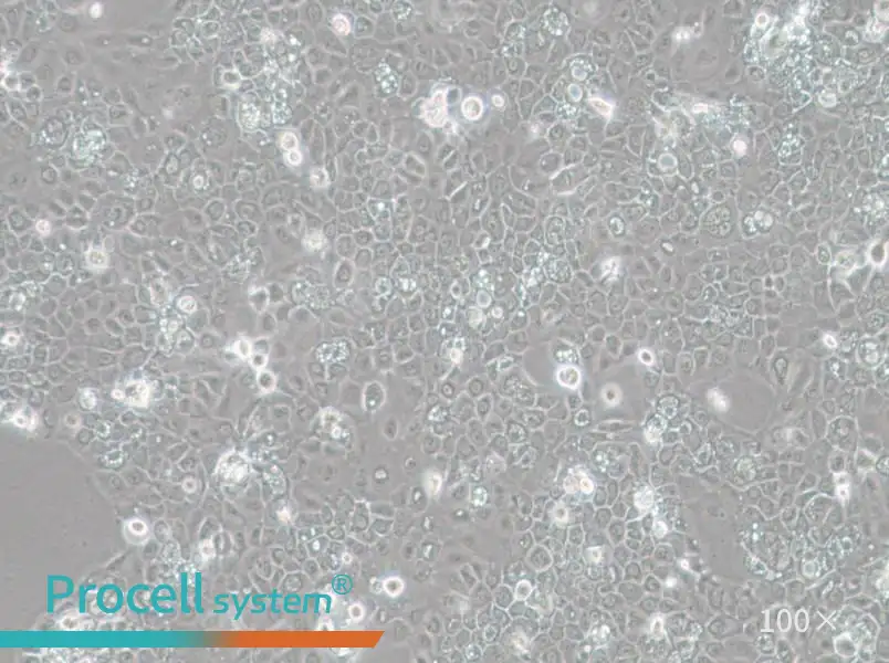 SCC-25 [SCC 25; SCC25] Cell Complete Medium - 2