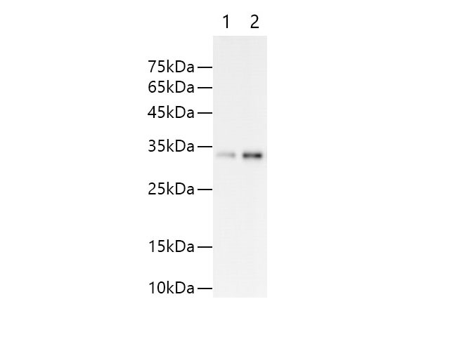Purified Rat IgG2b, κ Isotype Control[LTF-2]-产品推荐-8