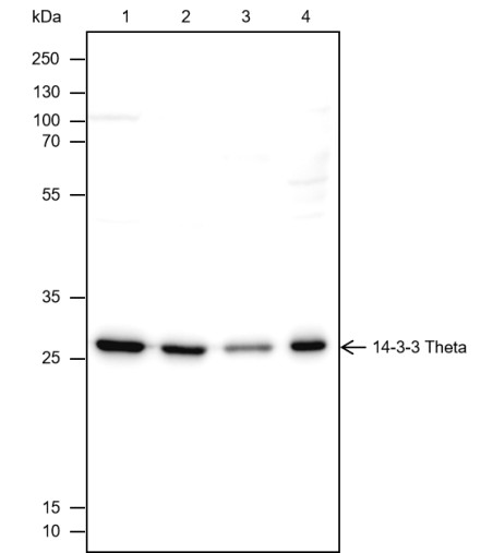 Recombinant 14-3-3 theta Monoclonal Antibody-searchlist-1