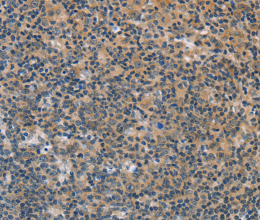 FXYD1 Polyclonal Antibody - 2