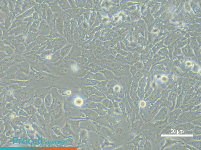 MHCC97-H Cell Complete Medium - 6