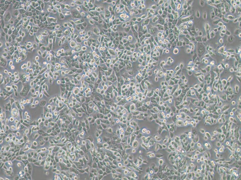 NPC/HK1 Cell Complete Medium - 3