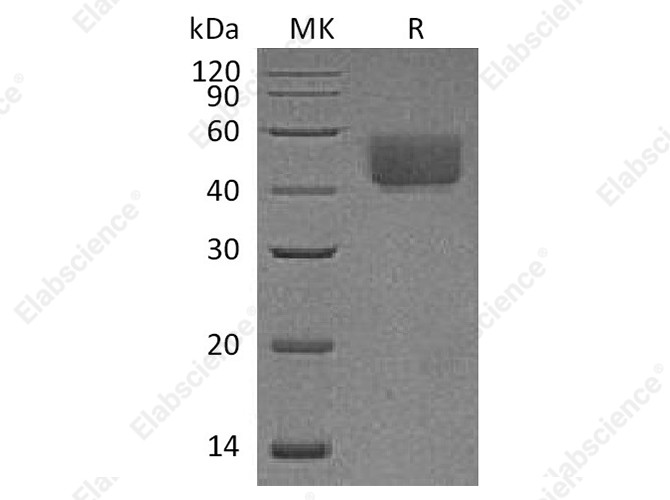 Recombinant Rat PD-L1/B7-H1/CD274 Protein (C-His) - 1