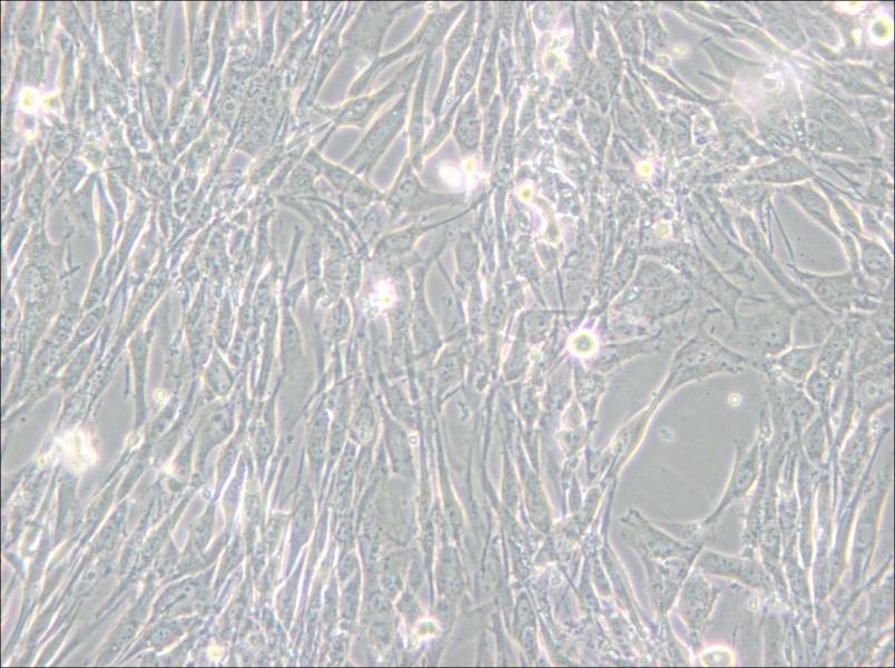 U-118 MG Cell Complete Medium - 6