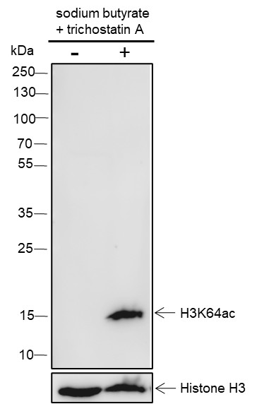 Recombinant Histone H3 (Acetyl Lys64) Monoclonal Antibody-searchlist-1