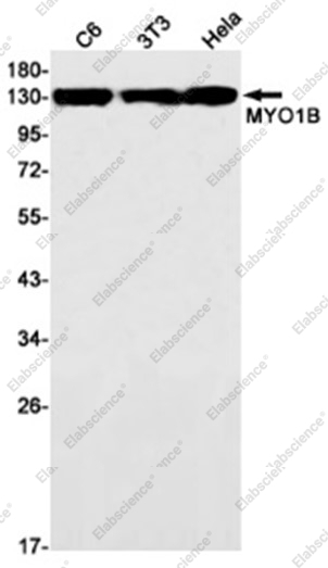 Recombinant MYO1B Monoclonal Antibody - 1
