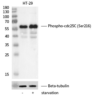 Recombinant Phospho-cdc25C (Ser216) Monoclonal Antibody - small - 2