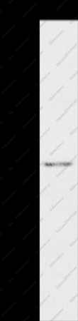 HTR3C Polyclonal Antibody - 1