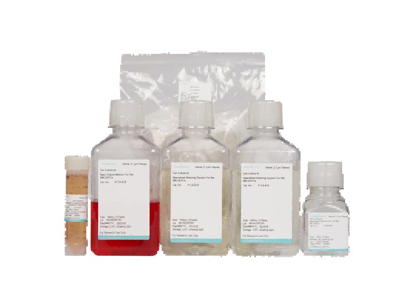 Rat Bone Marrow-Derived Endothelial Progenitor Cell Isolation and Culture Kit - 2