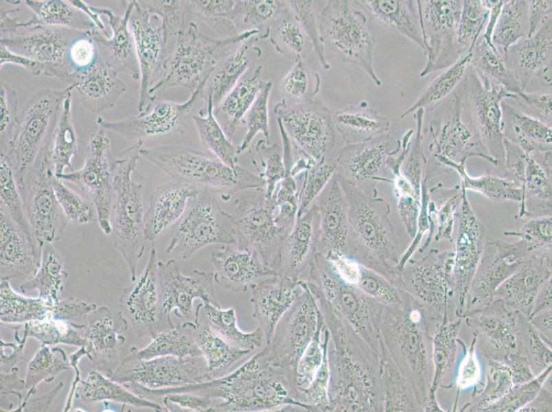 A-498 Cell Complete Medium - 4