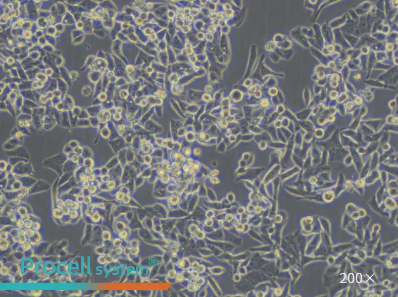 C99 Cell Complete Medium - 4