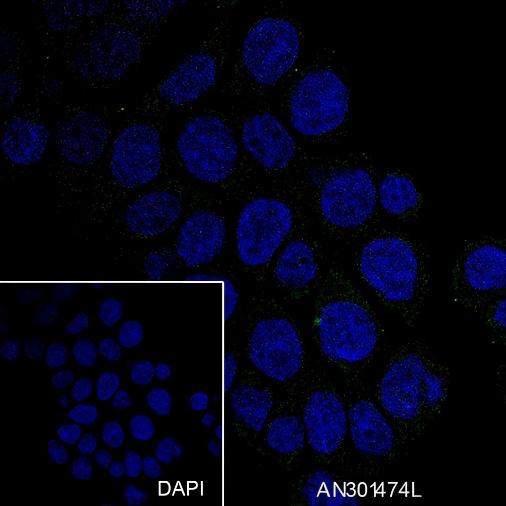 Recombinant CD32B Monoclonal Antibody - small - 5