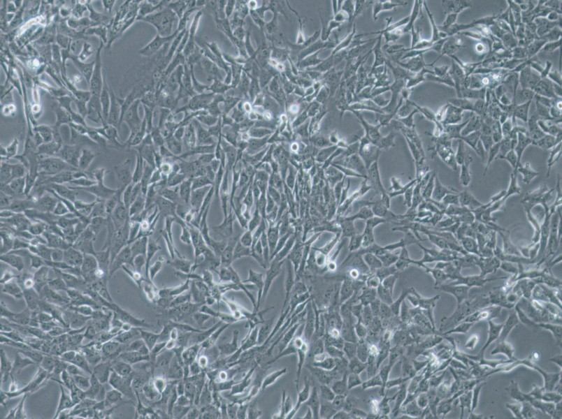 WPMY-1 Cell Complete Medium-searchlist-1