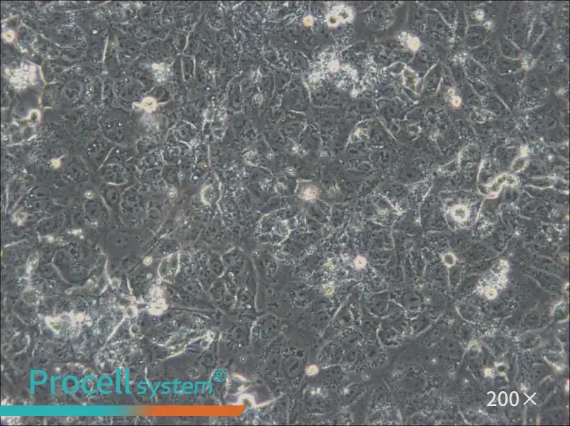 NTERA-2 Cell Complete Medium - 6