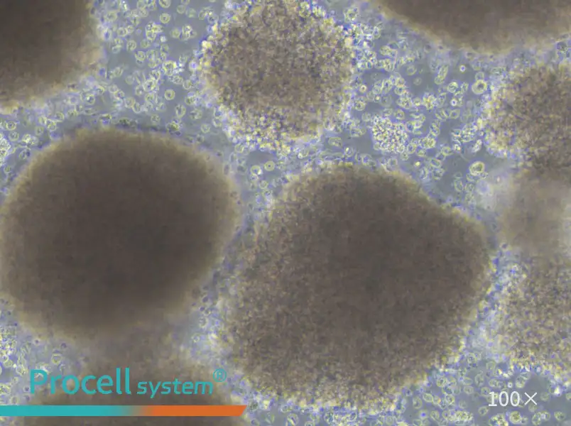 GM23255 Cell Complete MediumGM23255 Cell Complete Medium - 2