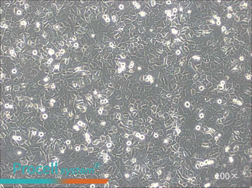 BPH-1 Cell Complete Medium - 3