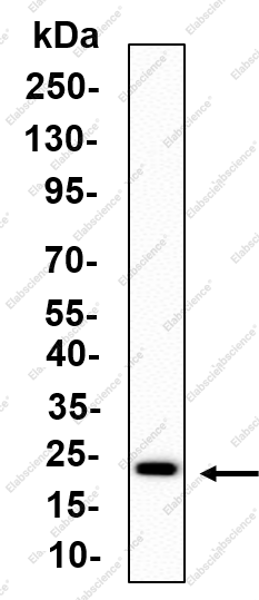 Recombinant GABARAP+GABARAPL1/2 Monoclonal Antibody - 1