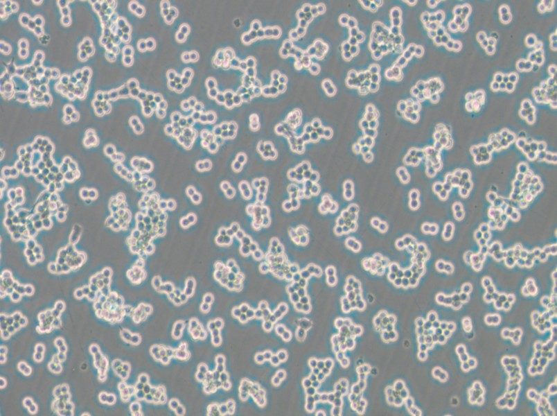 RAW 264.7-LUC Cell Complete Medium - small - 5