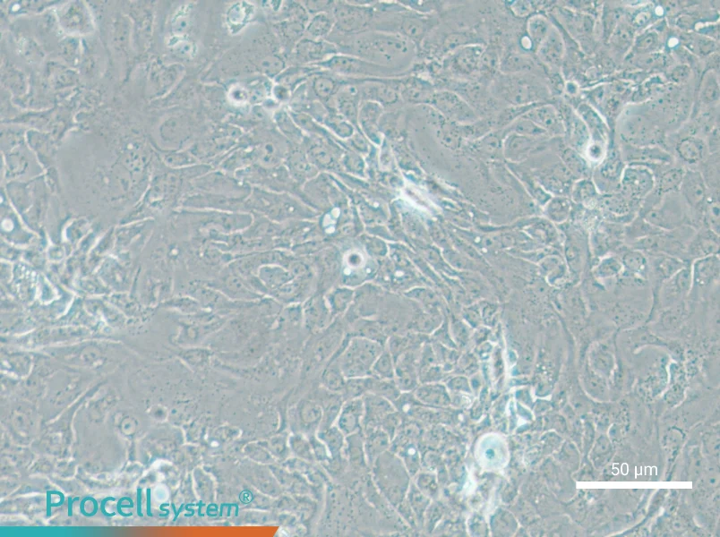 Panc 08.13 Cell Complete Medium - small - 5