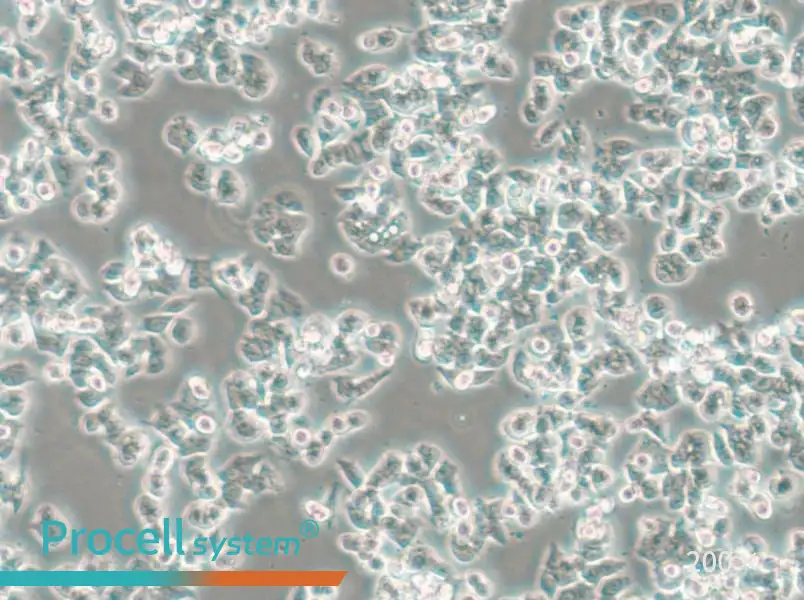 SW48 (DMEM) Cell Complete Medium - small - 4
