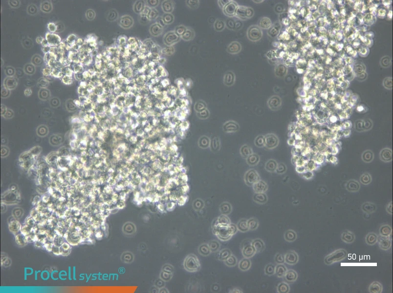 OCI-Ly3 Cell Complete Medium - small - 5