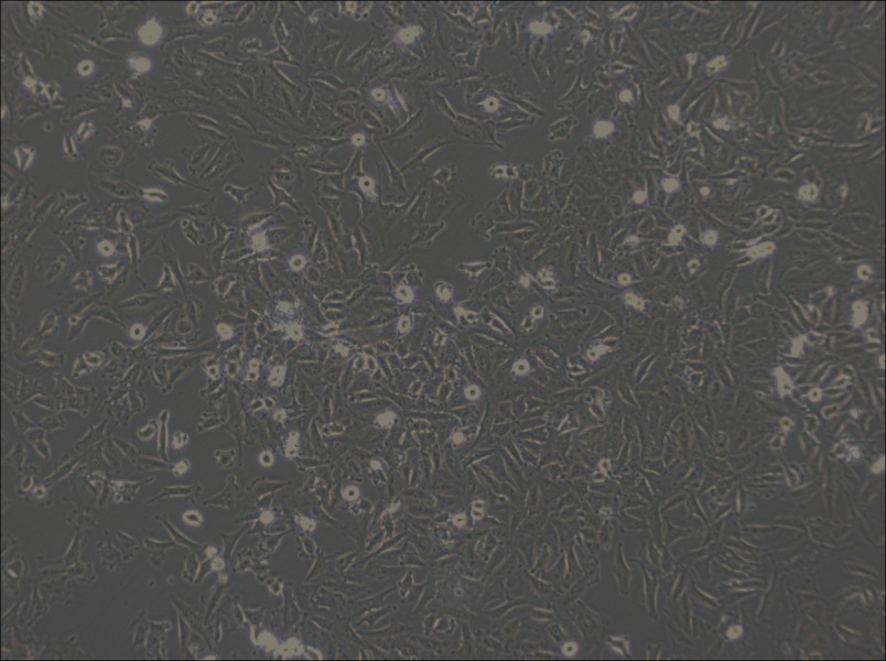 LN-18 Cell Complete Medium - 3