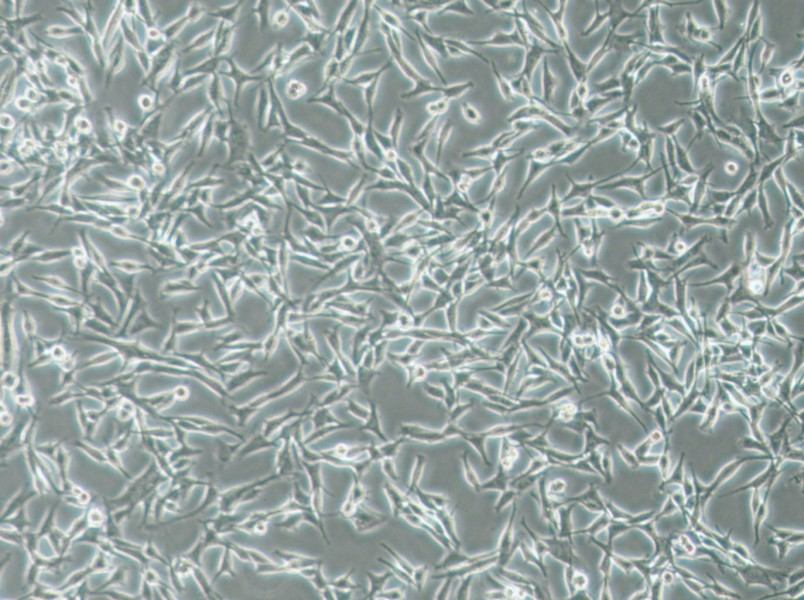 WM115 Cell Complete Medium - 3