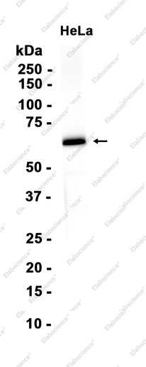 Recombinant AMPK alpha 1 Monoclonal Antibody - 2