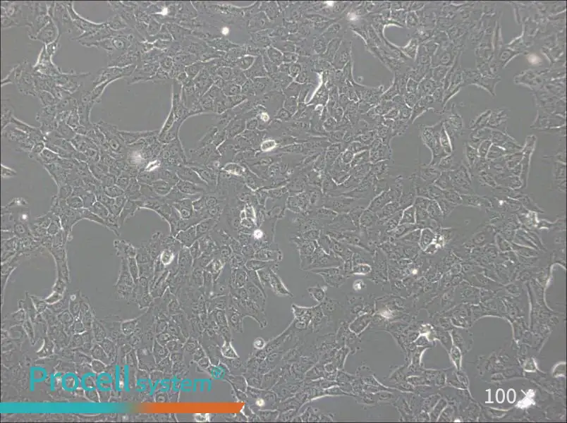 NCI-H1792 Cell Complete MediumNCI-H1792 Cell Complete Medium - 2