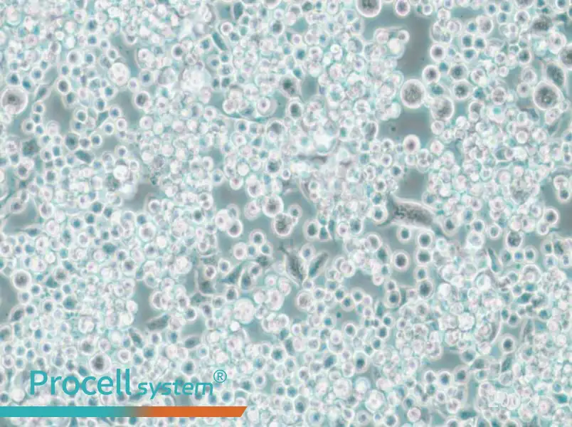 Lu-65 Cell Complete Medium - 6