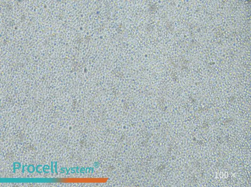 CoC1-DDP Cell Complete Medium - 3